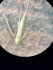 Chloris pycnothrix