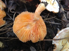 Lactarius salmoneus
