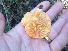 Lactarius salmoneus