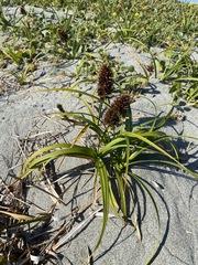 Carex macrocephala