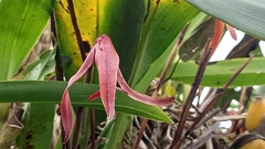 Maxillaria colorata