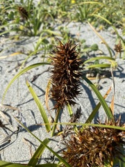 Carex macrocephala