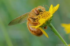 Xylocopa griswoldi