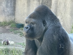 Gorilla