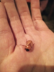 Cyclocephala putrida