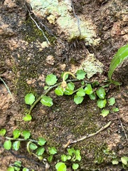 Lobelia angulata