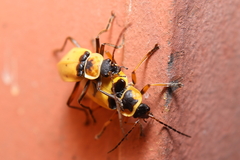 Chauliognathus flavipes