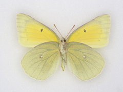 Colias alexandra alexandra