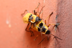 Chauliognathus flavipes