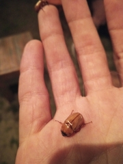 Cyclocephala putrida