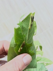 Protographium epidaus