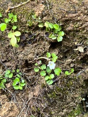 Lobelia angulata
