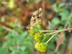 Phyciodes graphica graphica