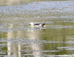 Nettapus coromandelianus
