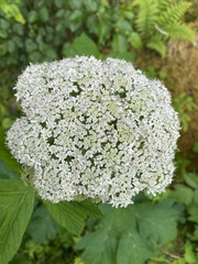 Heracleum maximum
