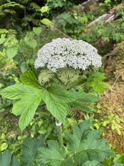 Heracleum maximum