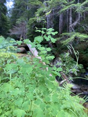 Thalictrum occidentale