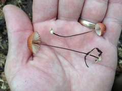Marasmius fulvoferrugineus