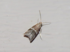 Moodna ostrinella