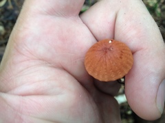 Marasmius fulvoferrugineus