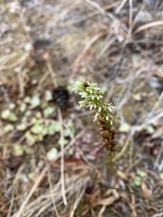 Platanthera elegans elegans