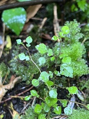 Streblus heterophyllus