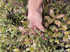Arctostaphylos × media