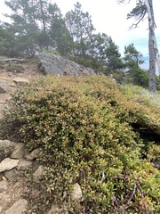 Arctostaphylos × media