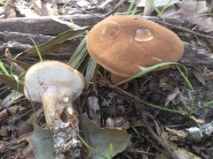 Tylopilus ferrugineus