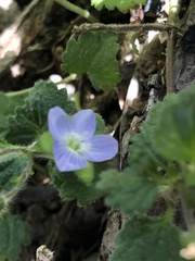 Veronica calycina