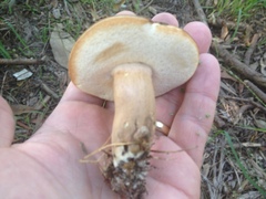 Tylopilus ferrugineus