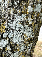 Xanthomendoza weberi