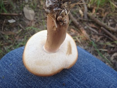 Tylopilus ferrugineus