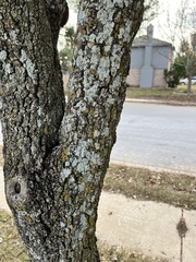 Xanthomendoza weberi