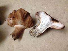 Tylopilus ferrugineus