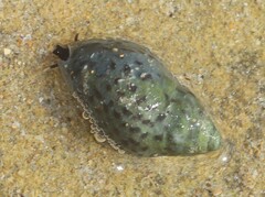 Cominella lineolata