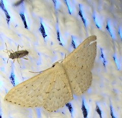 Idaea philocosma