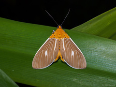 Asota producta