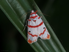 Cyana perornata