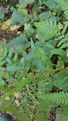 Hieracium umbellatum umbellatum
