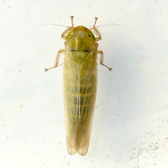 Cicadulini