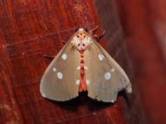 Tinolius eburneigutta