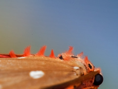 Tinolius eburneigutta