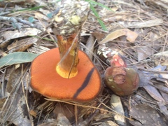 Suillellus hypocarycinus