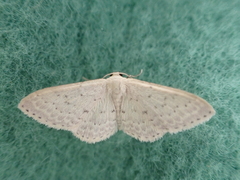 Idaea philocosma