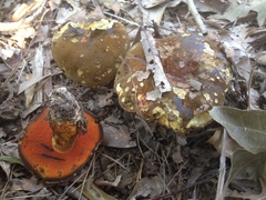 Suillellus hypocarycinus