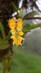 Brassia andina