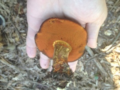 Suillellus hypocarycinus