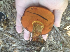 Suillellus hypocarycinus