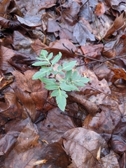 Sceptridium dissectum